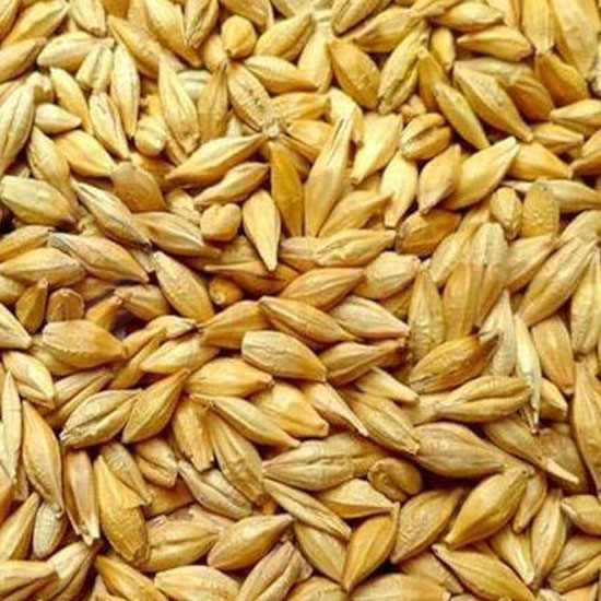 RAGHAV BARLEY WHOLE: 2LB